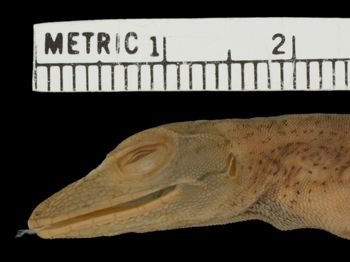 Media type: image;   Herpetology R-141230 Aspect: head lateral